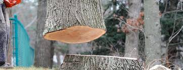 Pion Hills, CA Tree Care Company