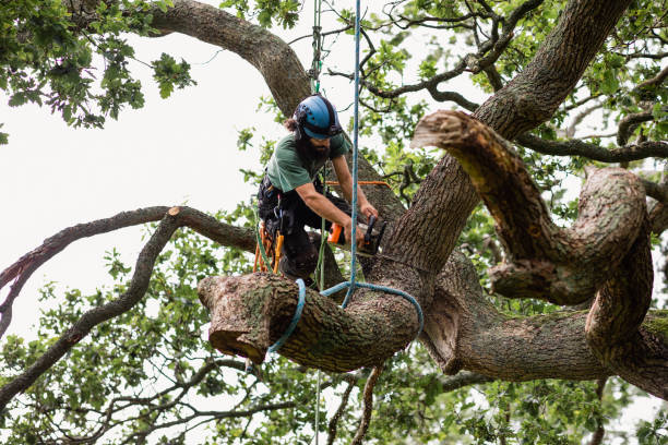  Pion Hills, CA Tree Care Pros