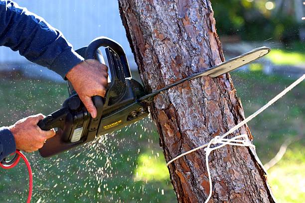 Best Tree Disease Treatment  in Pion Hills, CA