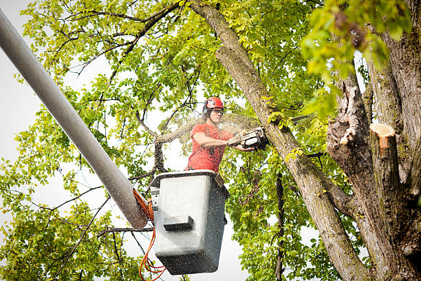 How Our Tree Care Process Works  in  Pion Hills, CA