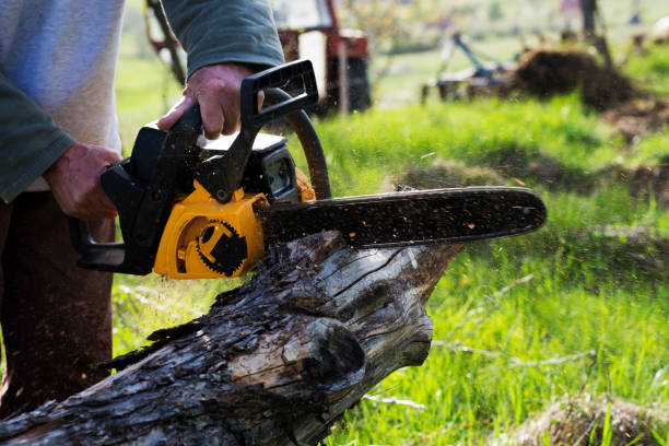 Best Fruit Tree Pruning  in Pion Hills, CA